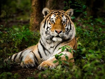 Tiger Reserve Portrait of tiger deep in the forest. It is laying down and staring into the distance. Characteristic pattern and texture of fur are clearly visible.